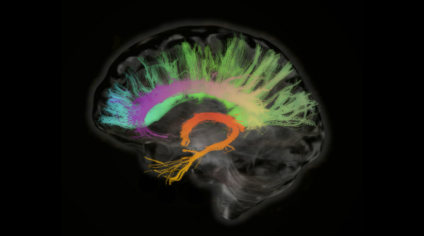 Neuron: studio evidenzia i meccanismi cerebrali alla base di dipendenze e disturbi ossessivo-compulsivi