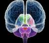 Neuron: assunzione compulsiva di cibo e droghe, individuata l’area del cervello coinvolta