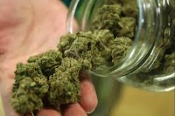 Cannabis: legalizzazione e prospettive economiche