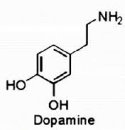 Karolinska Insitute: ruolo della dopamina nella dipendenza dall'alcol