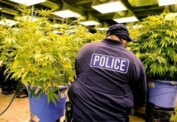 La marijuana non preoccupa i poliziotti americani