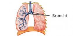John Hopkins University: ecco come i bronchi reagiscono al fumo di sigaretta