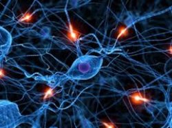 Neuroscience and Biobehavioral Reviews: ossitocina e alcol producono effetti simili a livello cerebrale