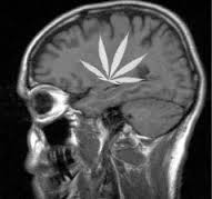 Journal of Neuroscience: scoperto come la cannabis danneggia i circuiti cerebrali