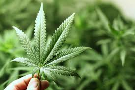 Marijuana: gli effetti sul fisico