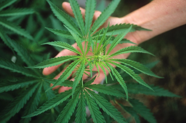 La Cannabis fa male o no? Ecco tutto quello che può dirci la scienza