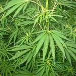 Einstein Medical Center (Philadelphia): il consumo di marijuana aumenta il rischio di ictus