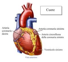 Journal of the American Heart Association: alcol e rischi cardiovascolari