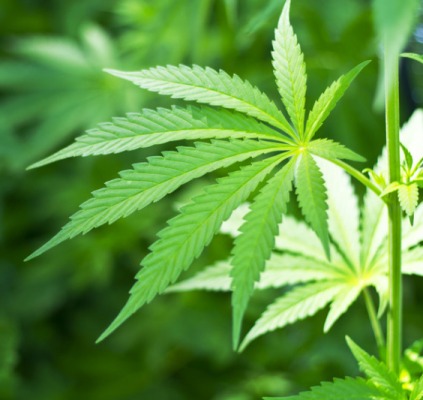 Addiction: l'uso di cannabis terapeutica non ha aumentato il consumo fra glii adolescenti