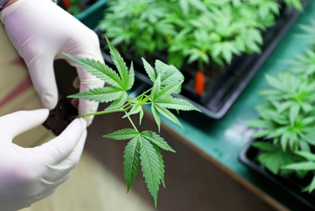 Università del New South Wales: la cannabis terapeutica non riduce il dolore cronico non oncologico