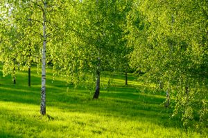 Curare l'anima con la natura