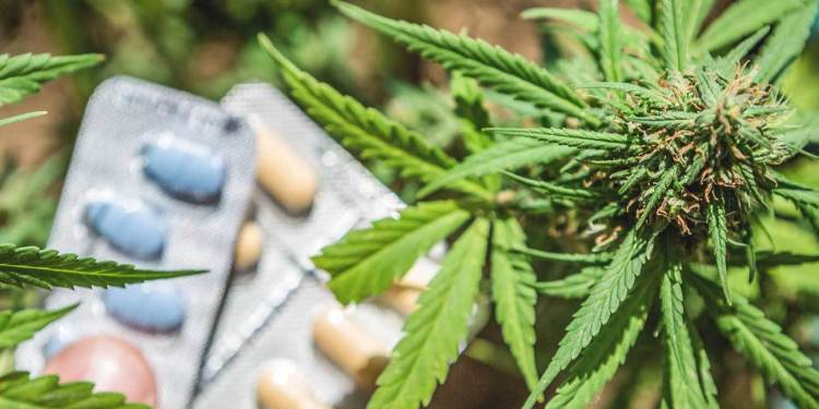 Cannabis e oppioidi per la terapia del dolore: rischio di ansia e depressione