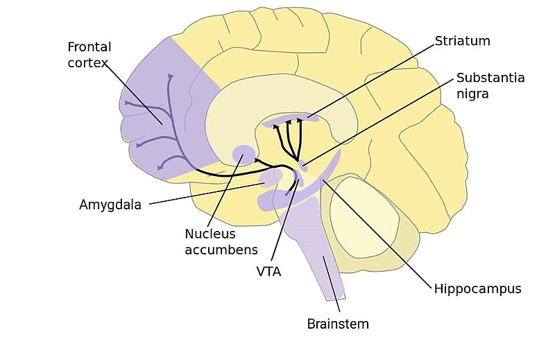 Il cervello innamorato: analogie e differenze con la dipendenze