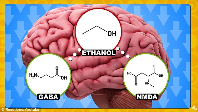 Your brain on alcohol: Experts reveal what REALLY happens when you get drunk