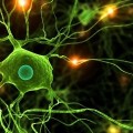 Neuropsychopharmacology: scoperta una molecola chiave che favorisce l'alcolismo