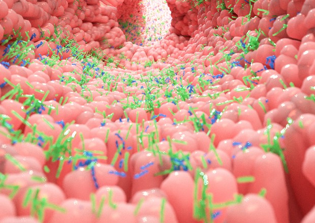 Nature Microbiology: la carenza di batteri intestinali potrebbe predisporre alla depressione